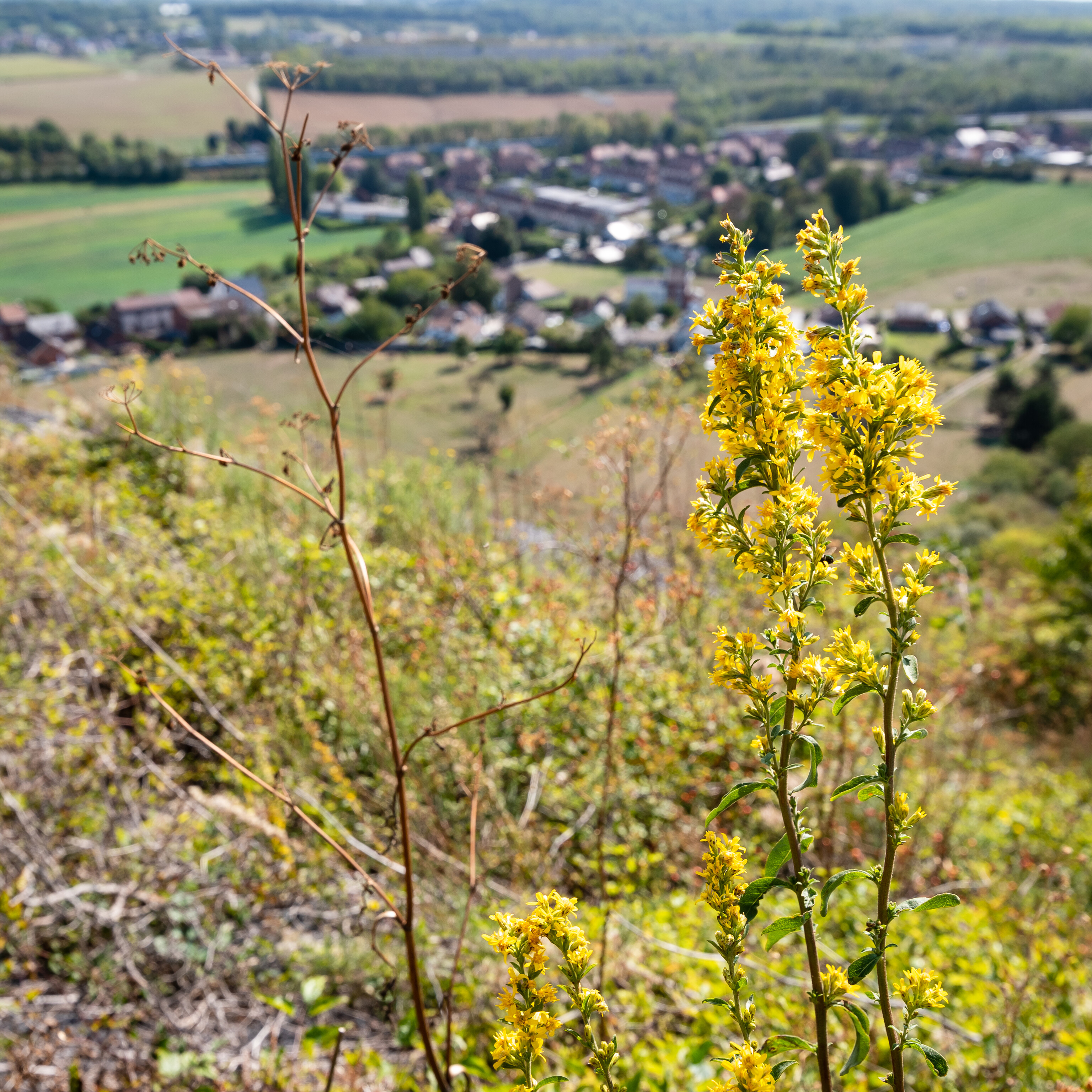 le terril du boubier